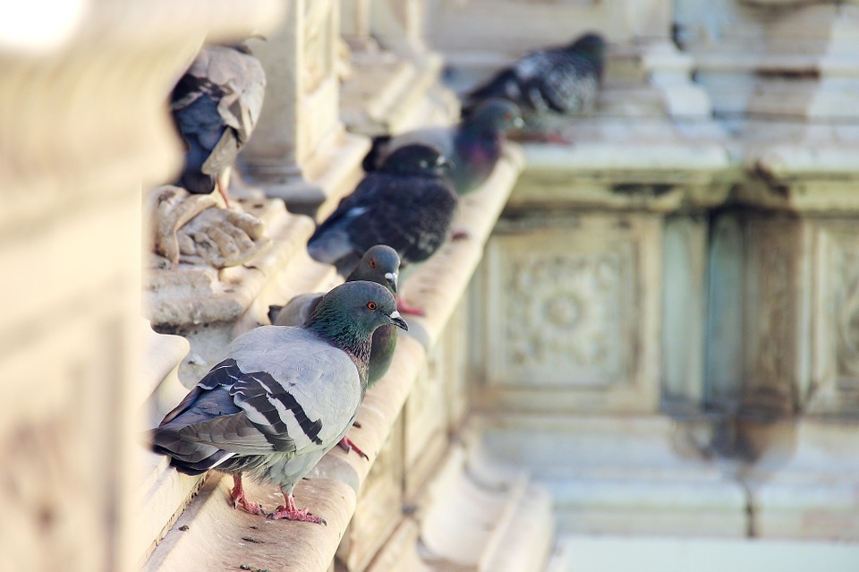 pose de filet, pics, répulsifs pigeons