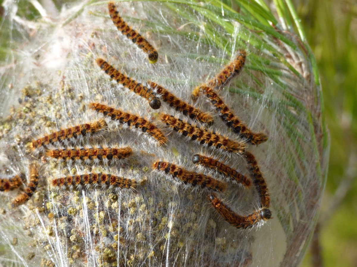 élimination chenilles processionnaires