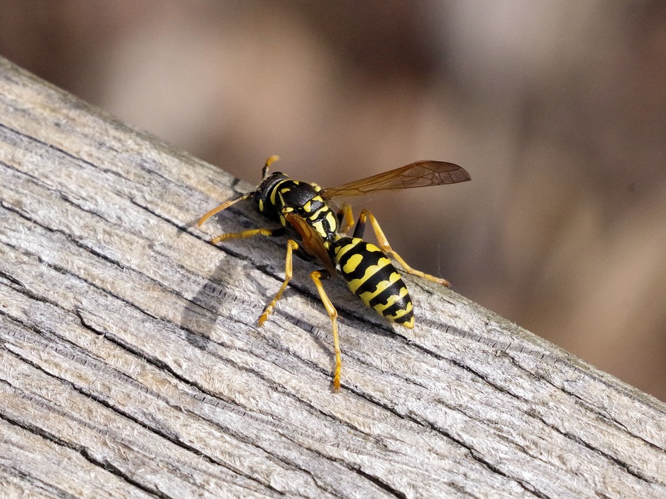 élimination nid guêpes frelon